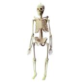 Esqueleto Humano (168 cm)