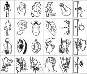 Carimbos Ciencia e Partes do Corpo Humano (24 pecas)