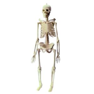 Esqueleto Humano (168 cm) - Jott Play