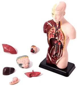 Torso 27cm - Jott Play padrao_300.jpg
