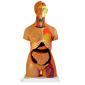 Torso Humano (85 cm - 24 partes)