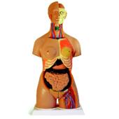 Torso Humano (85 cm - 24 partes)